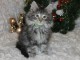 chaton main coon disponible de suite