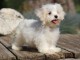 Chiot bichon maltais femelle/mâle à donner