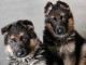 Adoption chiots berger allemand lof