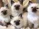 Chatons sacrés birmanie disponibles pour adoption 