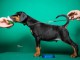 DOBERMAN chiots à vendre