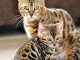 Magnifique chatons bengal pour compagnie 