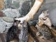 Magnifique chatons bengal pour compagnie 
