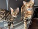 Magnifique chatons bengal pour compagnie 