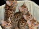 Magnifique chatons bengal pour compagnie 