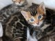 Magnifique chatons bengal pour compagnie 