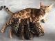 Magnifique chatons bengal pour compagnie 