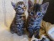 Bengal adopté disponibles 