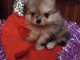 Je donne chiot spitz pomeraniens 