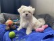 Chiots type bichon maltais pour adoption 2024