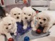 Bichon Frisé chiots à vendre