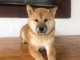 Shiba Inu chiots à vendre