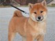 Shiba Inu chiots à vendre