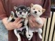 Chiots Type Shiba inu recherche d