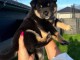 Chiots Type Shiba inu recherche d