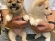 Chiots Type Shiba inu lof 