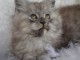 Chatons Maine Coon femelles et males vaccinée