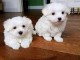 Chiot bichon frise Adorable à donner