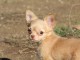 Chiot chihuahua femelle/mâle age de 4 mois