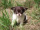 Chiot chihuahua femelle/mâle age de 4 mois