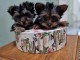 Yorkshire Terrier (Yorkie) chiots