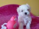 Dons chiots Bichons Maltais 3 mâles et 2 femelles 