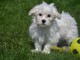 Dons chiots Bichons Maltais 3 mâles et 2 femelles 