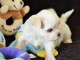 Dons chiots Bichons Maltais 3 mâles et 2 femelles 