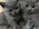 Chatons de race Chartreux disponible pour adoption