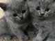 Femelles et mâles disponible chatons de race Chartreux pour adopt