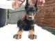 DOBERMAN chiots à vendre