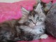 Adorable chaton maine coon pour adoption