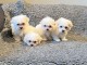 Chiots de race Bichon disponible pour adoption contre soins