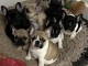 Chiots Bouledogue français à donner