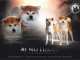 Akita Inu japonais chiots