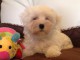 Chiots Bichon Maltais 3 mâles et 2 femelles disponible de suite