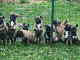 Adorable chiots Berger Belge Malinois pour adoption