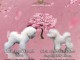 Bichon Frisé chiots à vendre