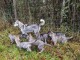 Chiots husky près à partire