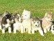 Chiots husky près à partire