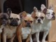 Magnifique chiots bouledogue français à donner