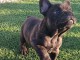 Magnifique chiots bouledogue français à donner