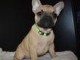 adoption chiots bouledogue français