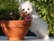 adorable chiot Bichon Maltais