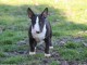 Mini-bull-terrier chiots