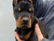 DOBERMAN chiots à vendre