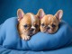 A DONNER CHIOTS BOULEDOGUE FRANCAIS ADORABLES