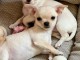 Chiots type chihuahua pour adoption 