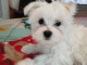 Bb chien bichon maltais 