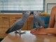 Bb perroquet gris du Gabon à adopter 